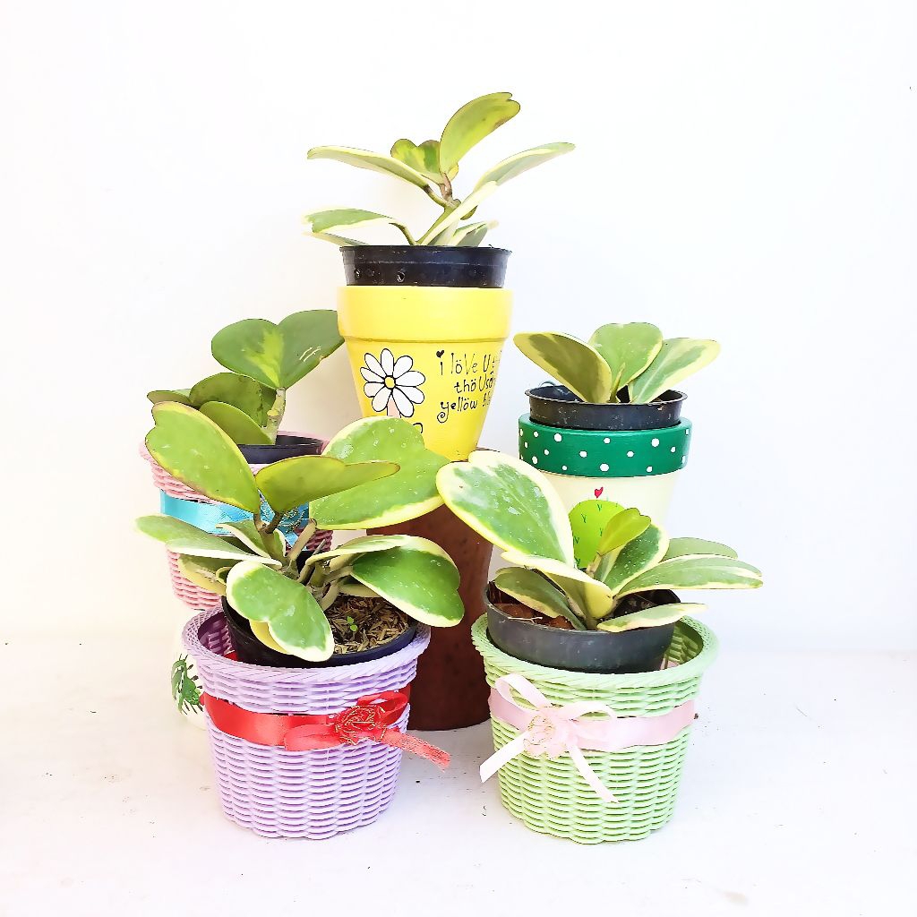 Tanaman Hoya Kerrii Variegata/Hoya Love Variegata cantik unik