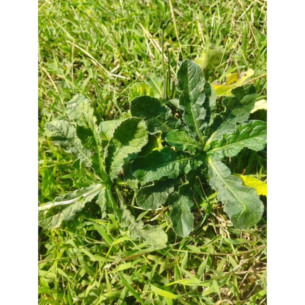 

daun tapak liman 500g