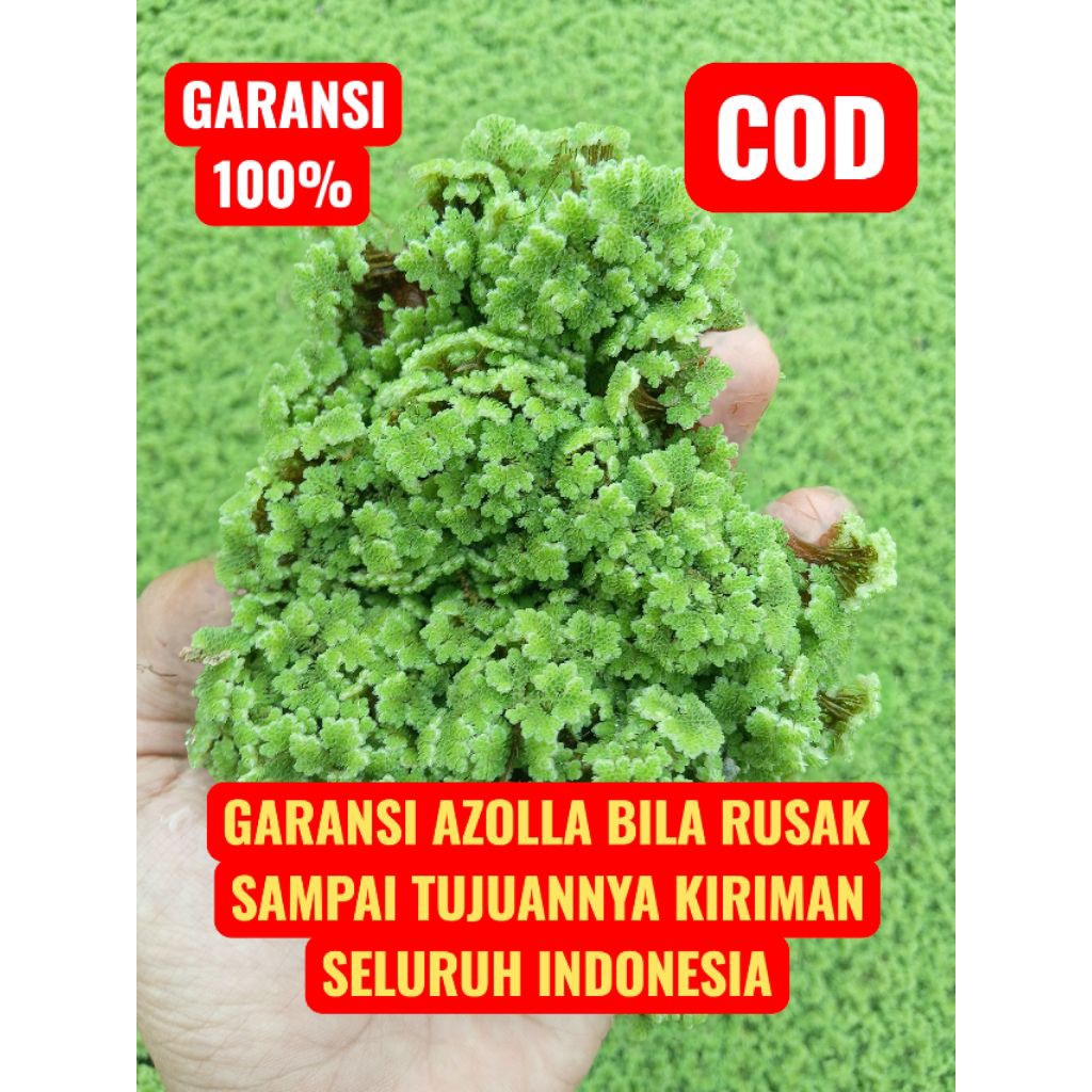 Bibit Azolla Microphylla Perbungkus 100 G, Benih Tanaman Air Hijau Azolla ini Mudah dalam perawatan 