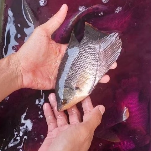 Paket Isi 10 Ekor Bibit Ikan Gurame Ukuran Super Sehat Cepat Besar