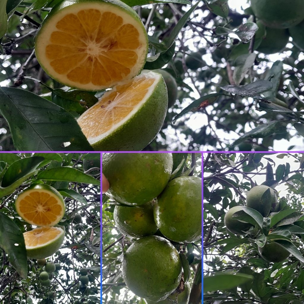 

Jeruk garut asem manis segar frash isi 1 kg sumber vitamin C baik untuk imunitas dan manfaat lainnya