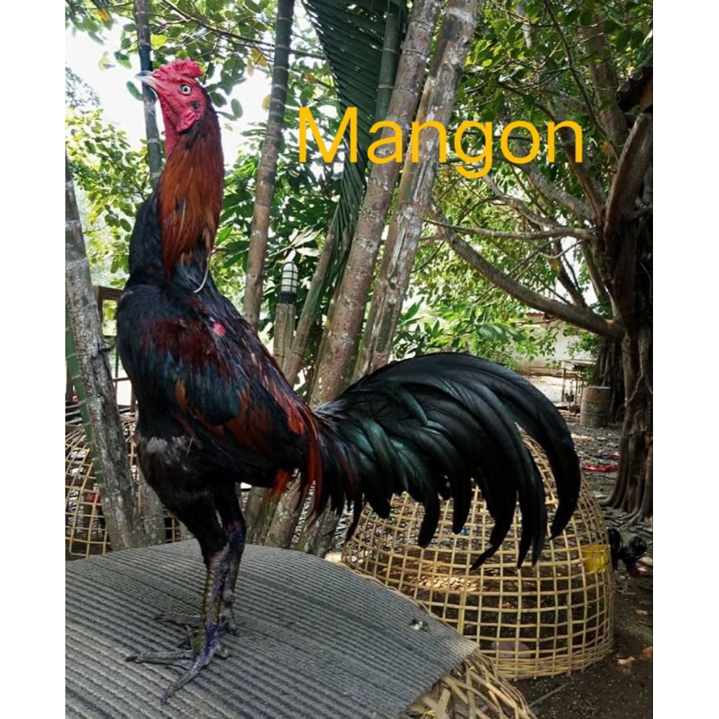 

Telur Ayam Mangon Ori Fertil Untuk Di tetaskan
