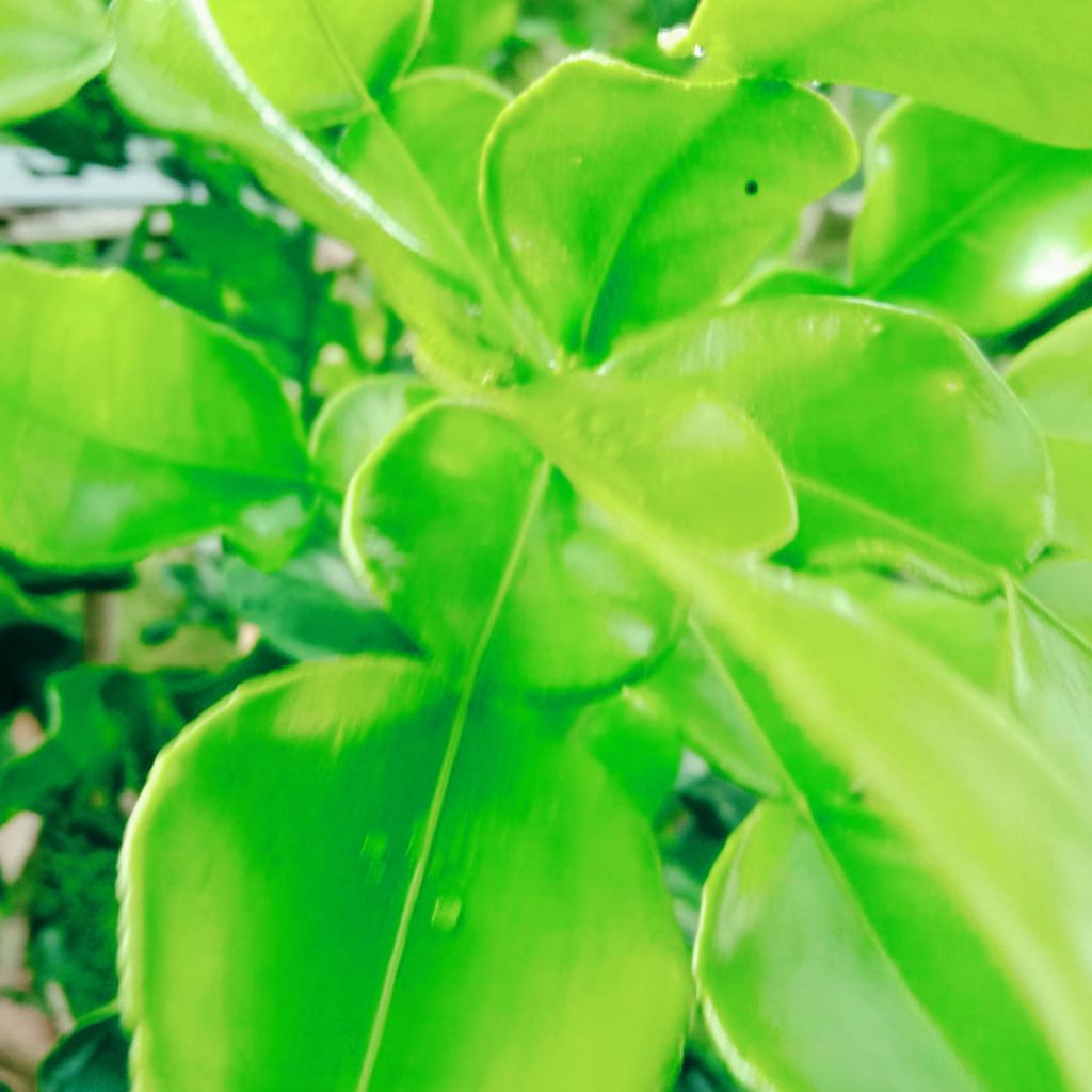 

Jeruk purut daun jeruk purut segar rempah bumbu dapur masak bumbu sambal pecel daun fresh kebun 50g