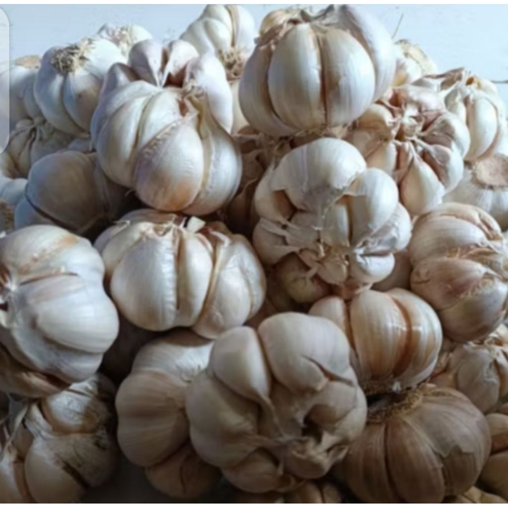 

bawang putih murah fresh baru