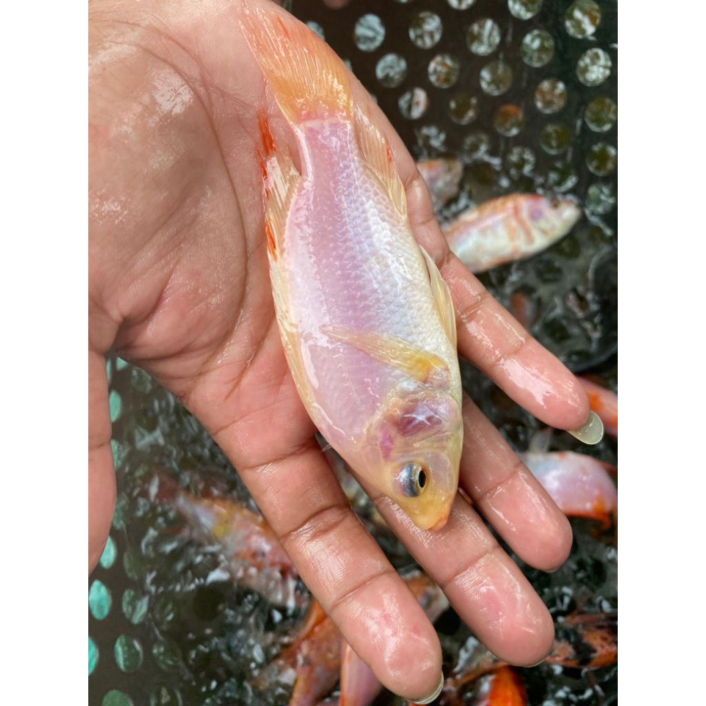 

Nila dewasa 3 jari 6 ekor hidup