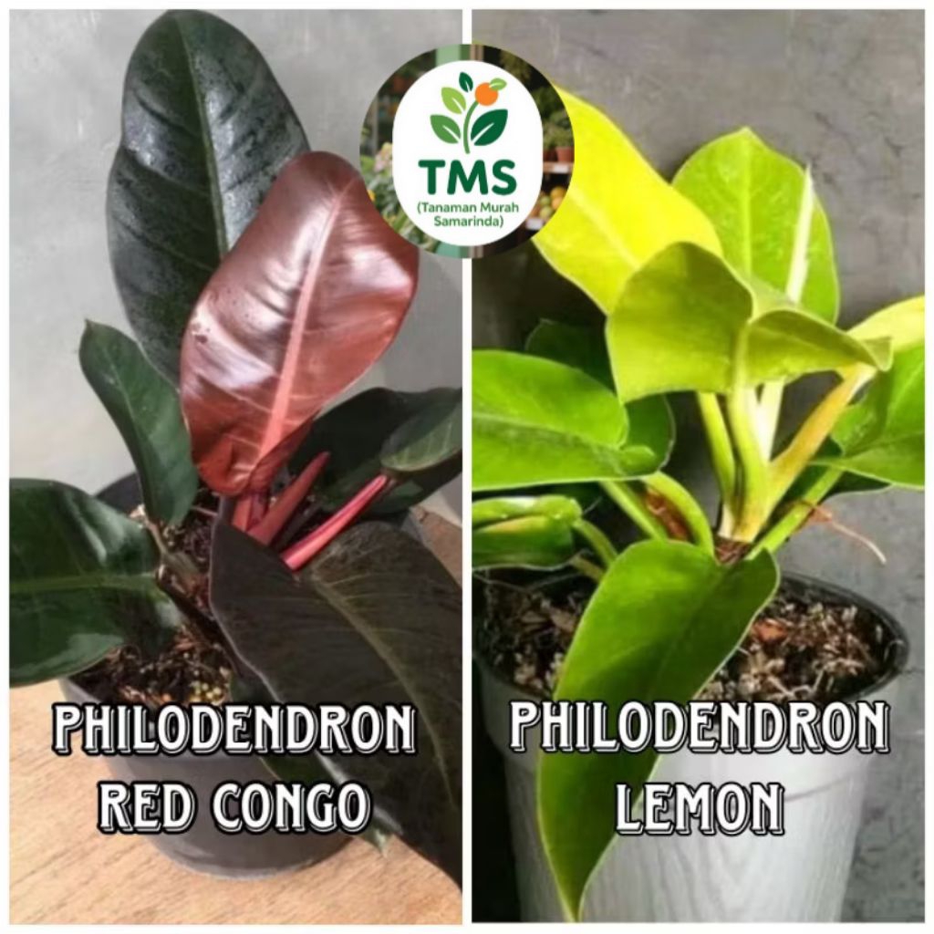 TMS~ Philo Lemon philo red congo pholodendron lemon philodendron red congo