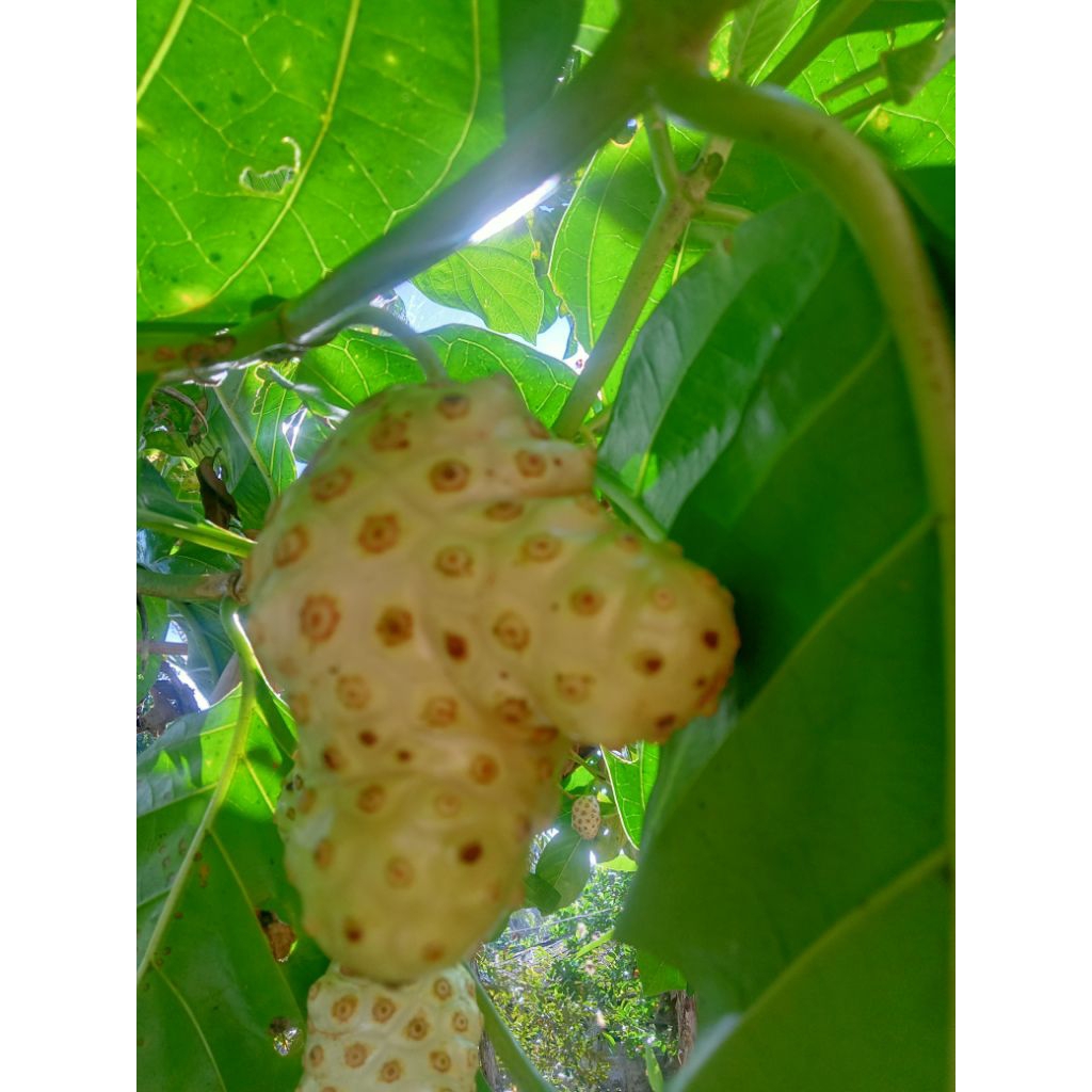 

Buah Mengkudu / Cangkudu / Pace Segar Dan fresh