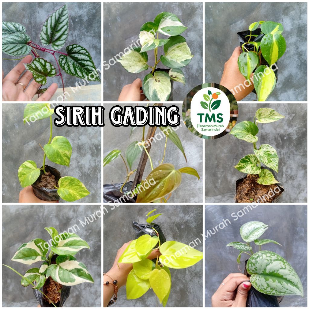 TMS~ Sirih Gading varigata sirih Cordatum sirih brazil Sirih gading lemon sirih gading njoy sirih ga