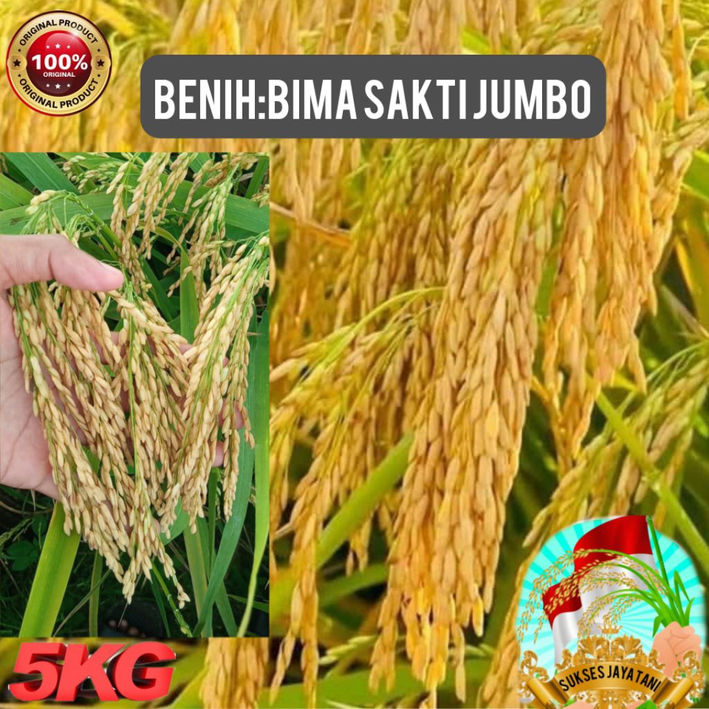 Benih Padi Bima Sakti 5Kg Super Tahan Penyakit Rendemen Tinggi