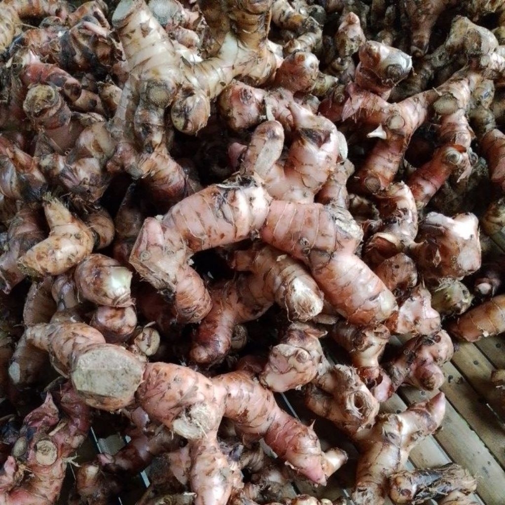 

Lengkoas Merah atau laos pilihan Fresh1 KG