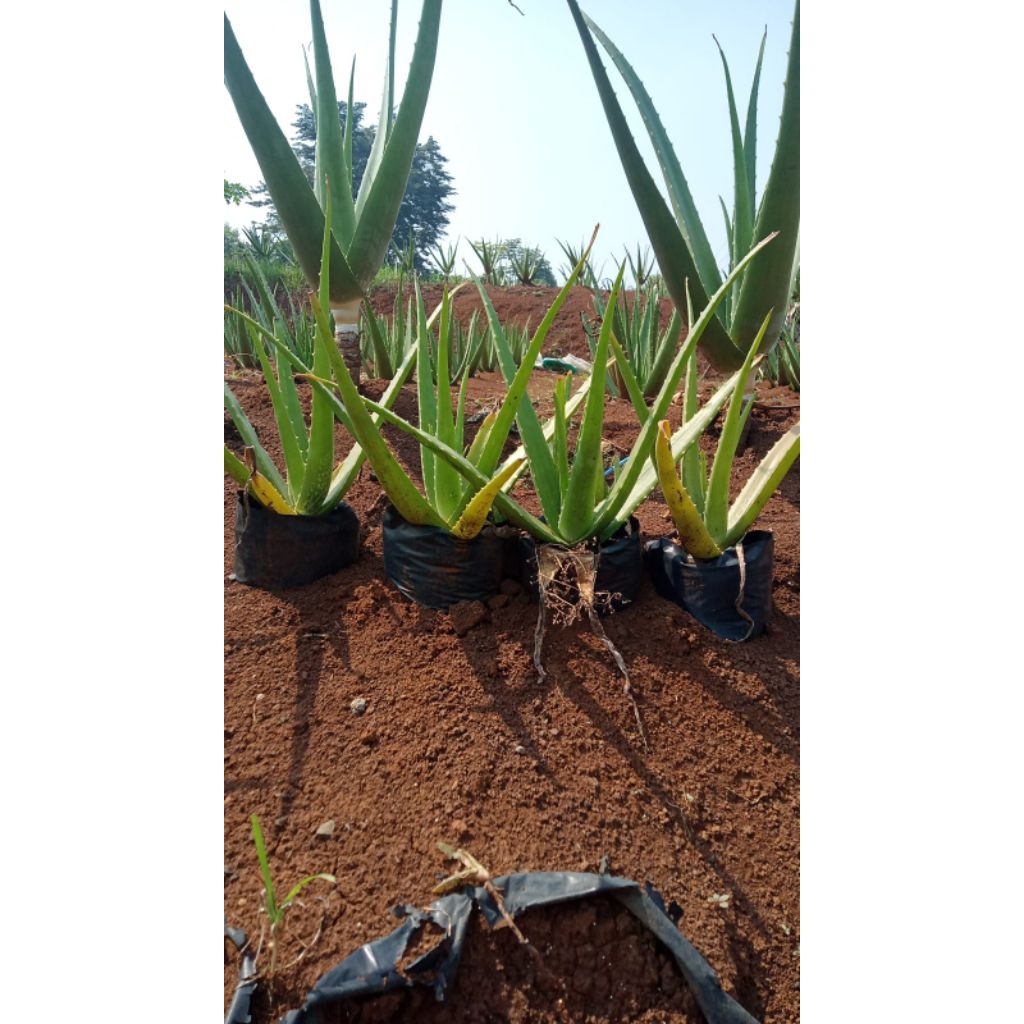 

pelepah lidah buaya untuk pembelian kiloan