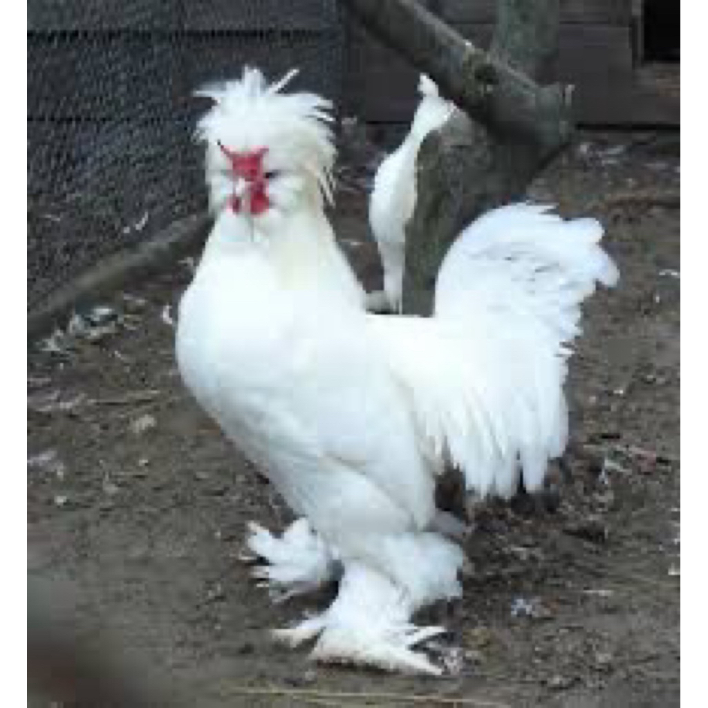 

TELUR FERTIL AYAM SULTAN UNTUK DITETASKAN