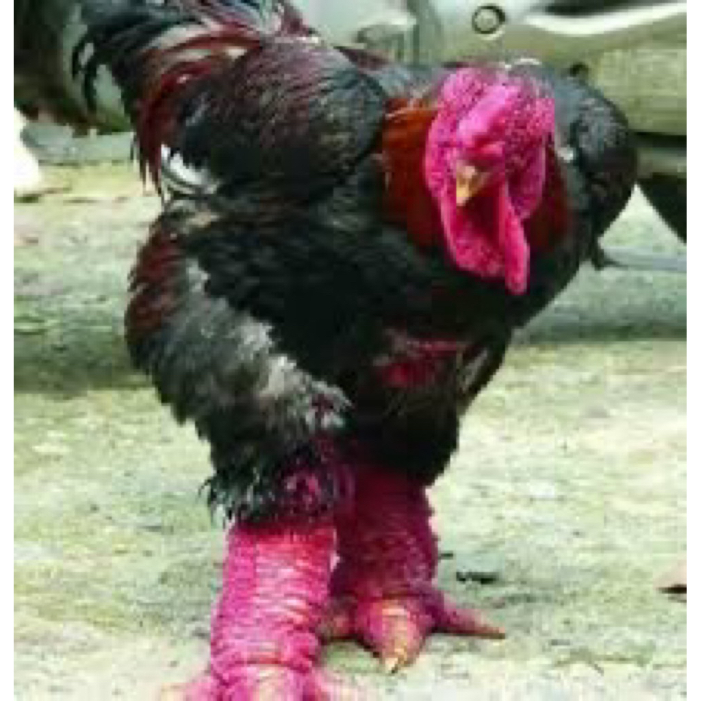 

TELUR FERTIL AYAM DONG TAO UNTUK DITETASKAN