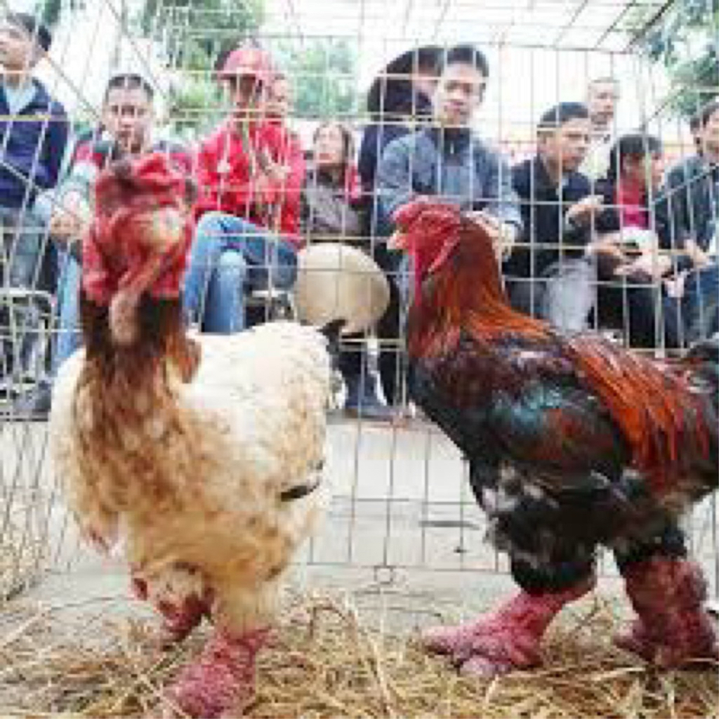 

TELUR FERTIL AYAM DONG TAO UNTUK DITETASKAN