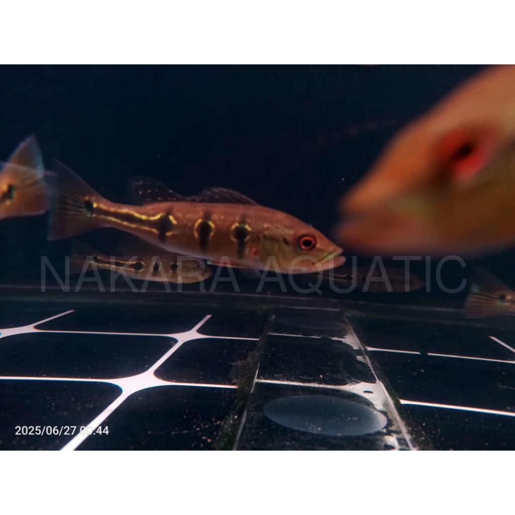 Pbass orinoco good quality 3spot oreo 7-8cm