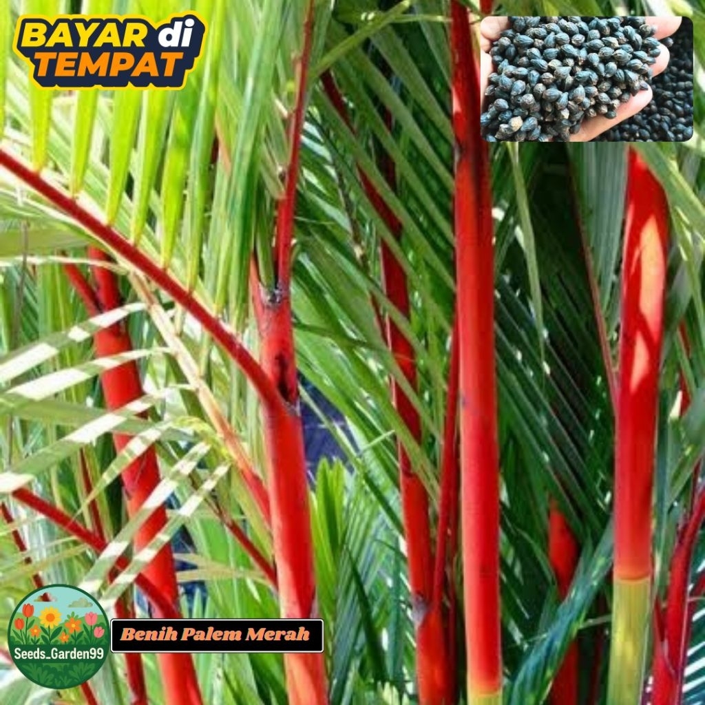 10 BUTIR BIJI/BENIH TANAMAN PALEM LIPSTIK | PALEM MERAH