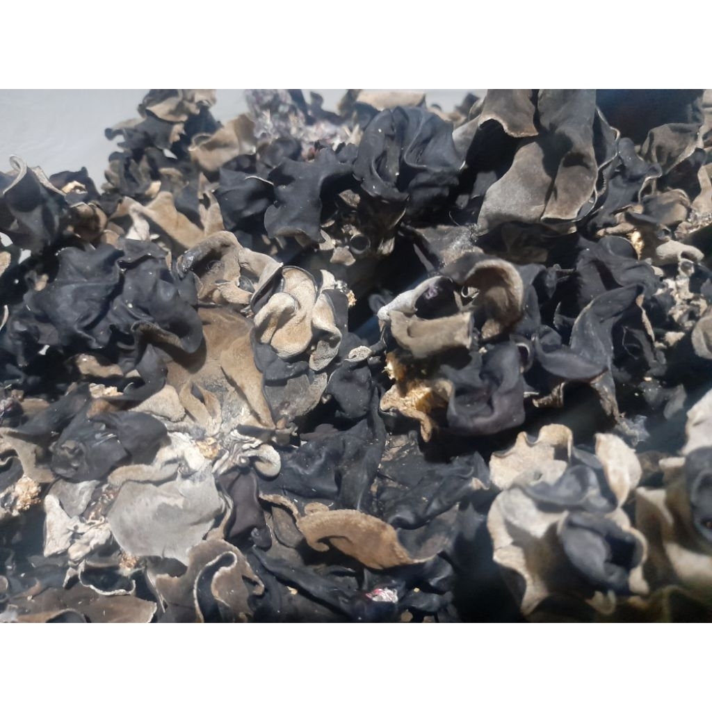 

jamur kuping kering kualitas super grade A