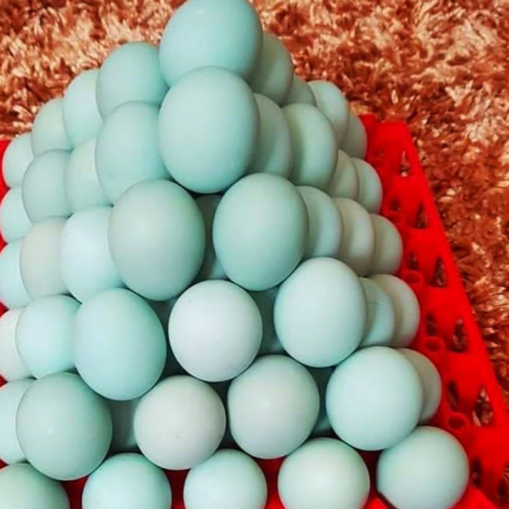 

Telur Bebek Mentah Fresh Langsung Dari Kandang Budidaya Perbutir