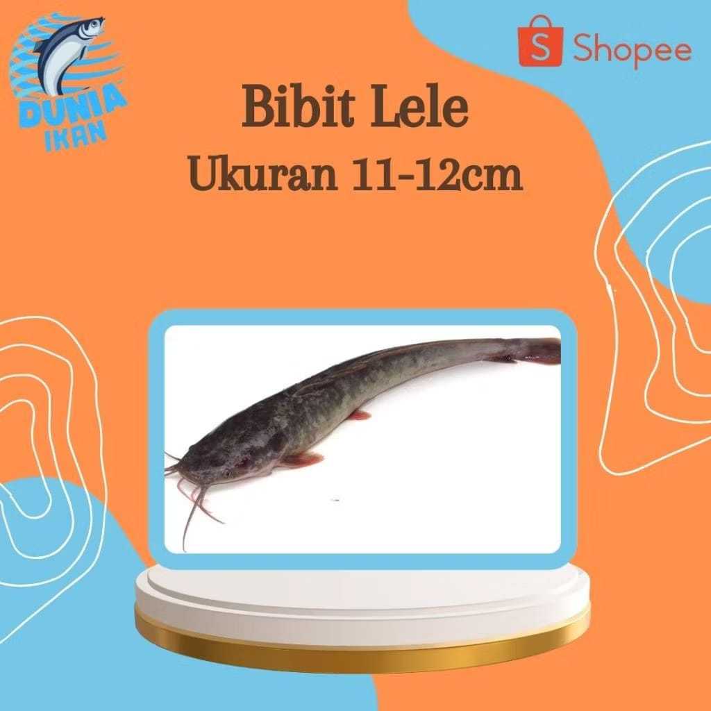 Bibit Lele Uk. 11-12cm Sangkuriang Terbaik Murah