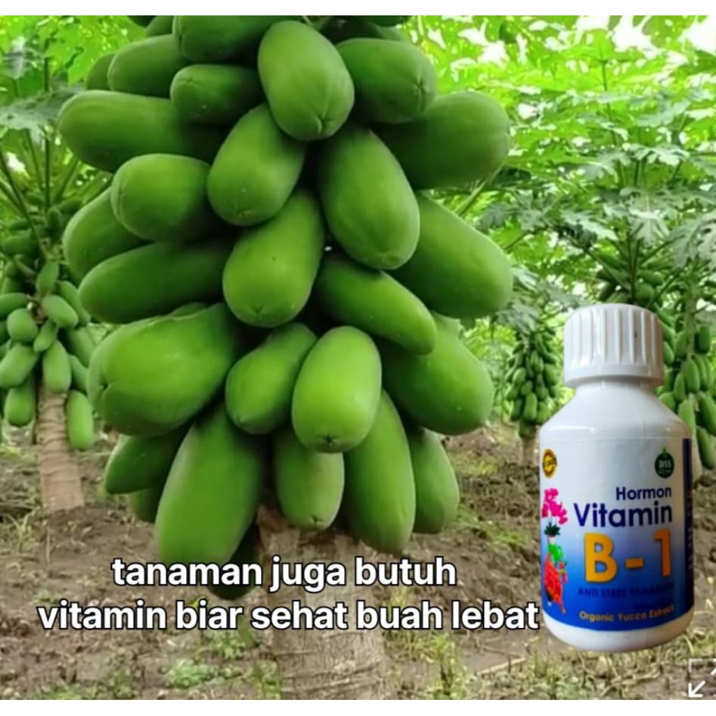 Hormon B1 Vitamin Tanaman I Perangsang Akar & Tunas I Pupuk Cair berkualitas