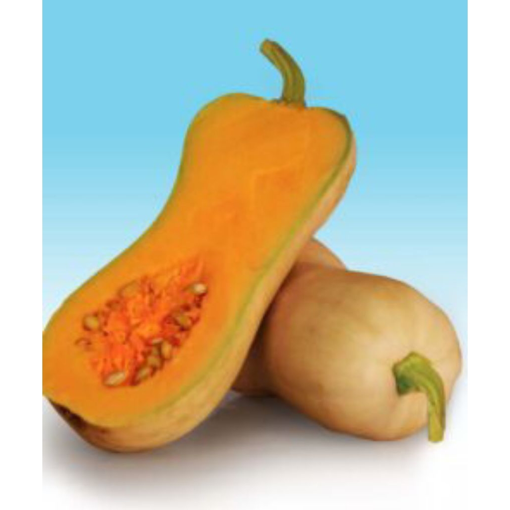 

Benih labu madu (isi 22 butir)