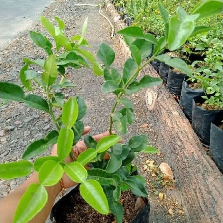 Pohon jeruk purut asli / Tanaman jeruk purut