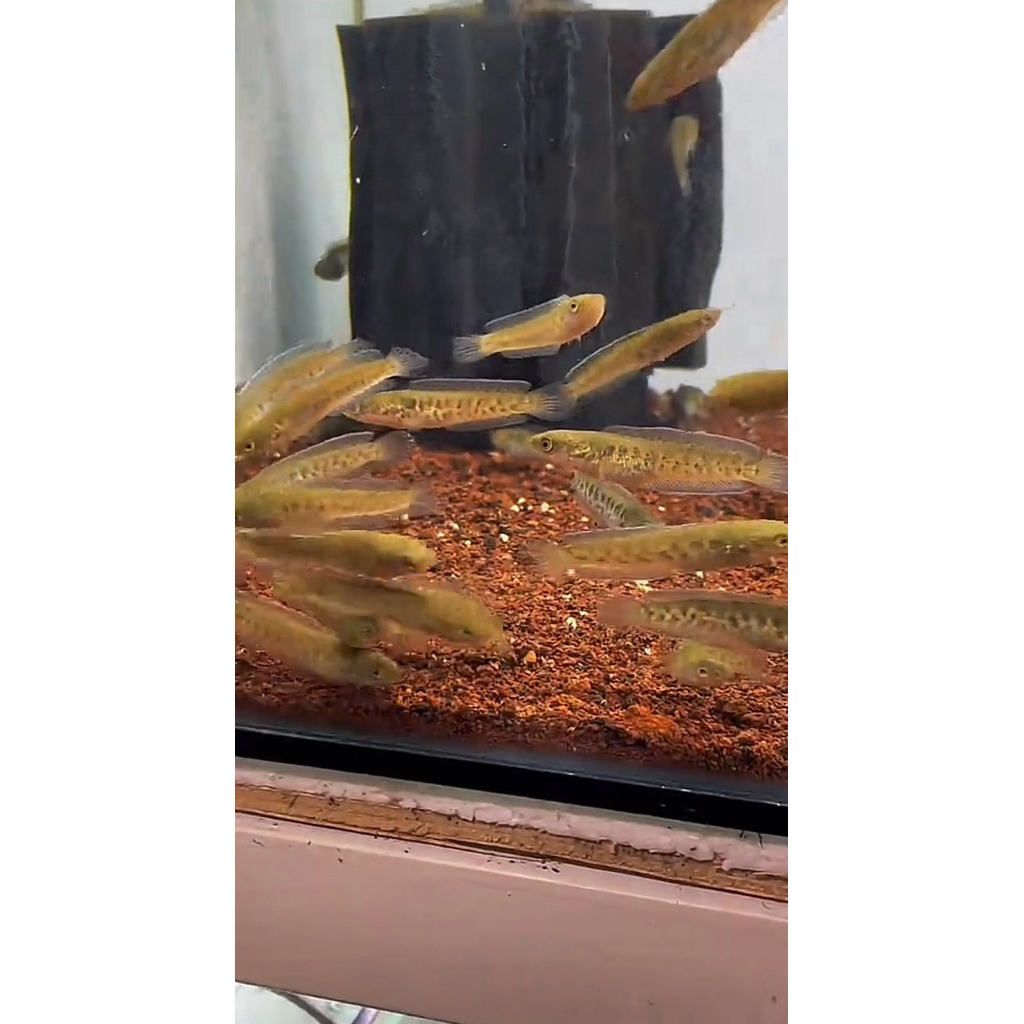 Chana auranti size 3-5 cm