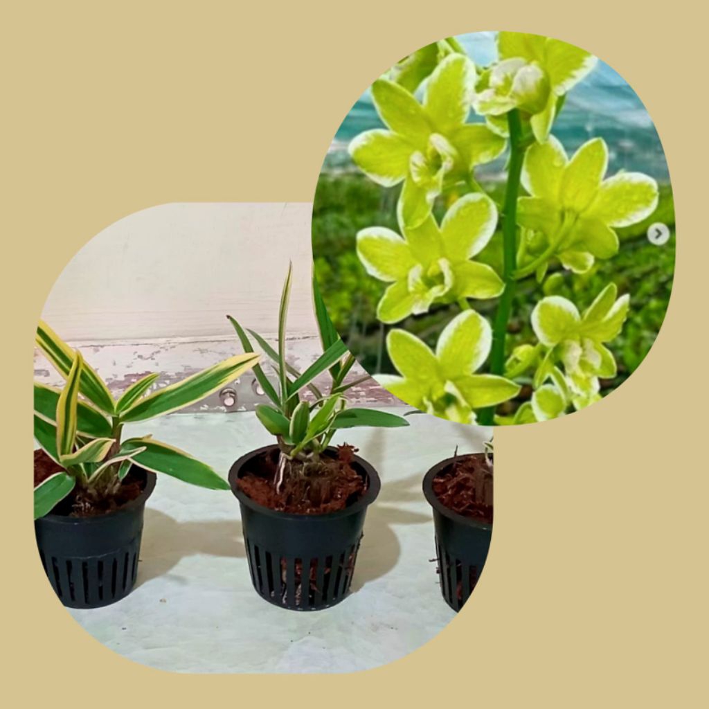 Anggrek Dendrobium Variegata