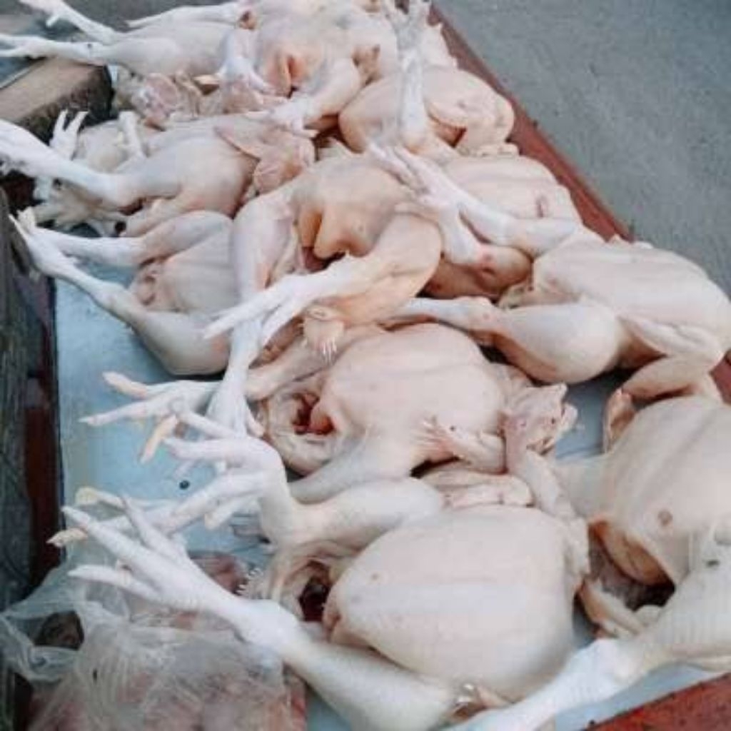 

Daging Ayam Negri Broiler Berat 9ons Lengkap Ati Ampela Jantung Kepala dan Ceker