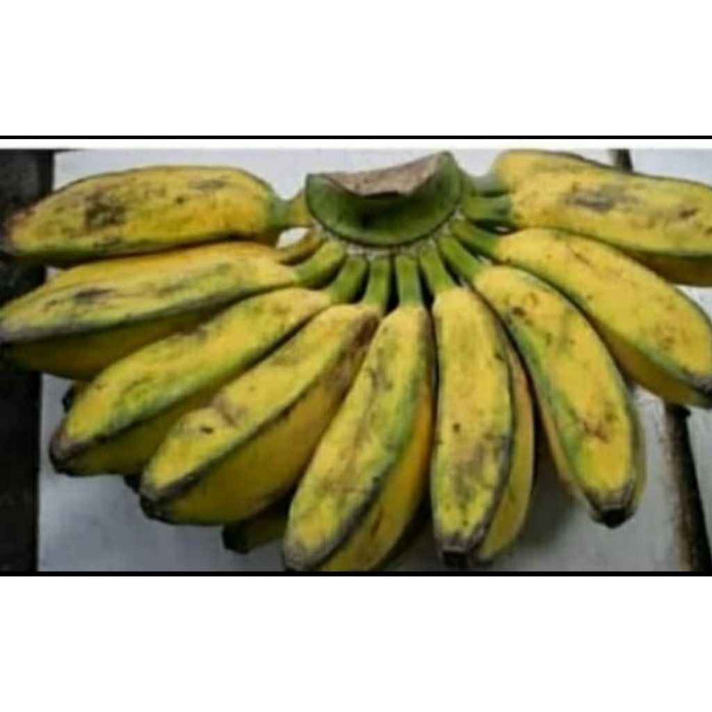 

pisang kepok fresh bahan pisang goreng 1 sisir