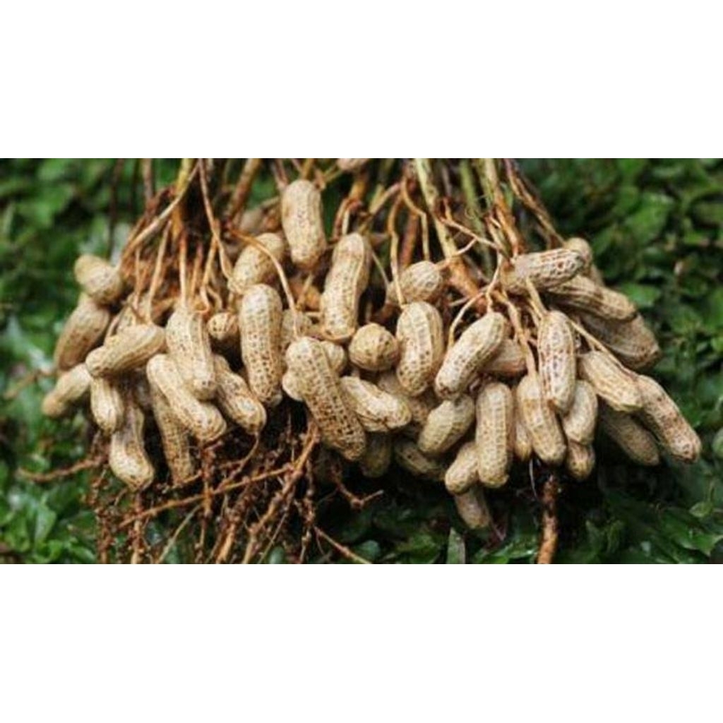 

KACANG TANAH FREES BARU PANEN 1KG