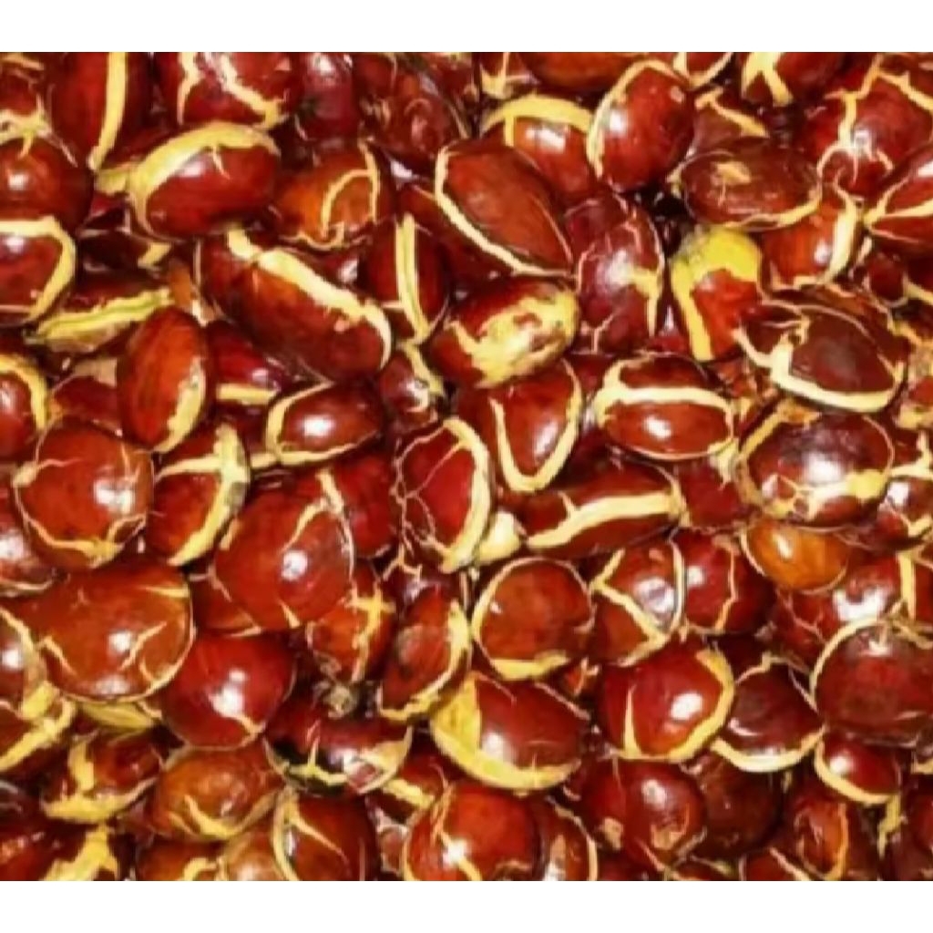 

promo jengkol tua super 1kg