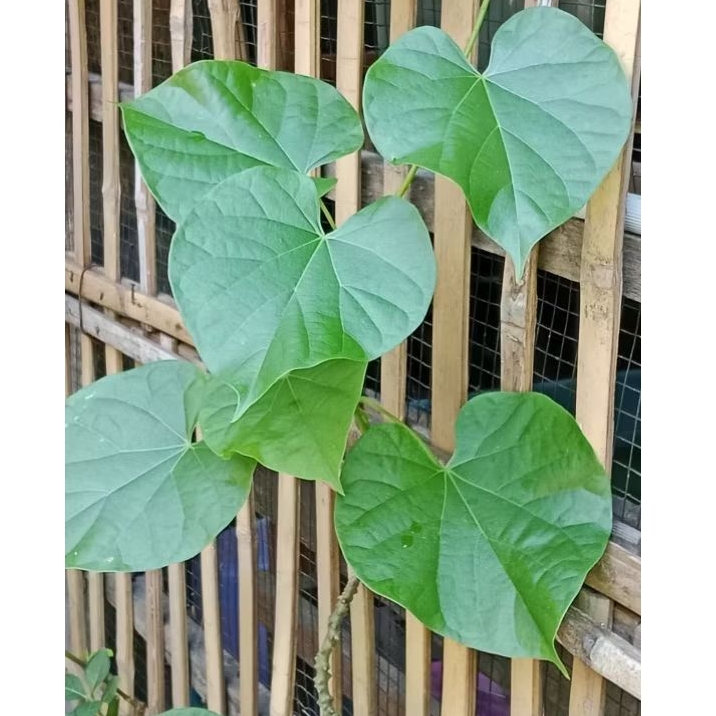 

daun brotowali segar organik 100g