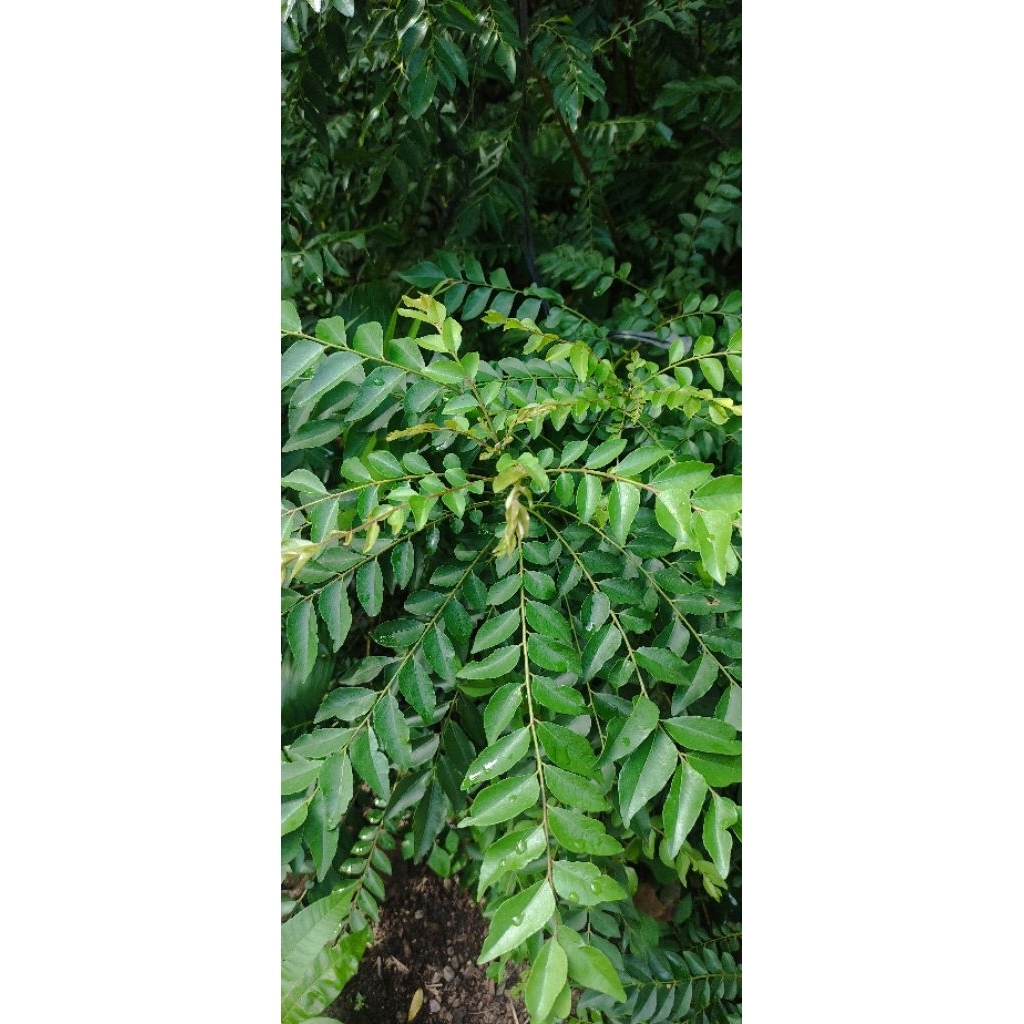 

Daun kari segar, daun temuruy,daun salam Koja isi 10 tangkai