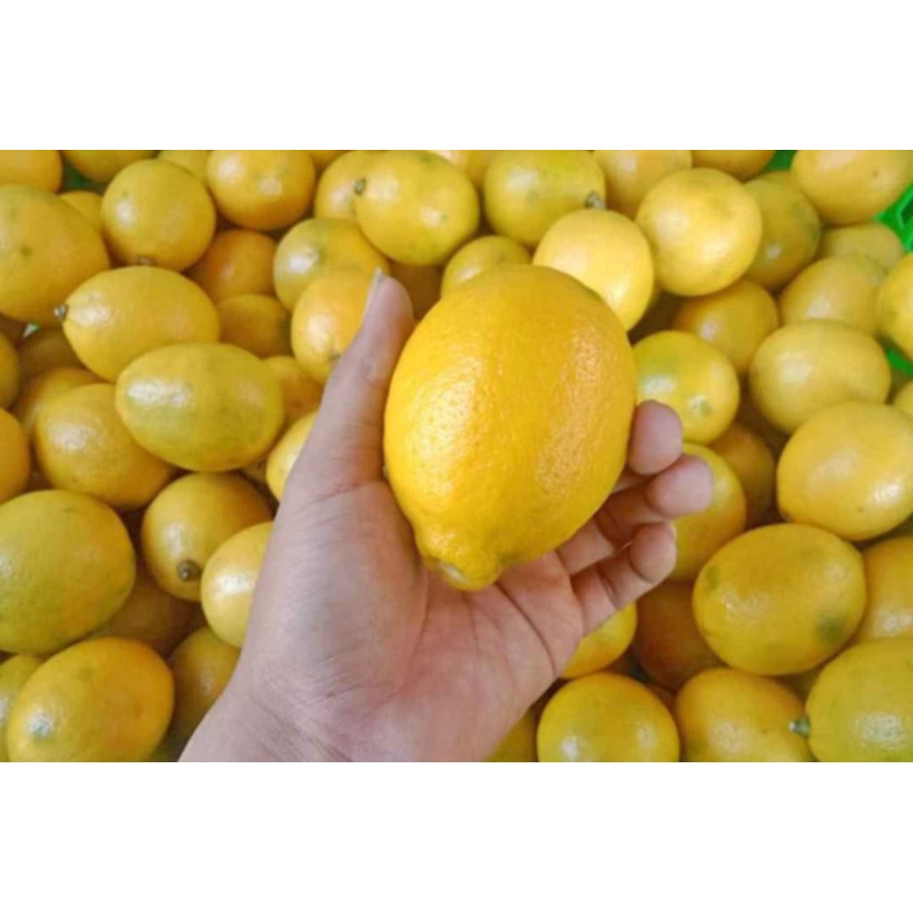 

Lemon California Lemon Segar Berat 1kg