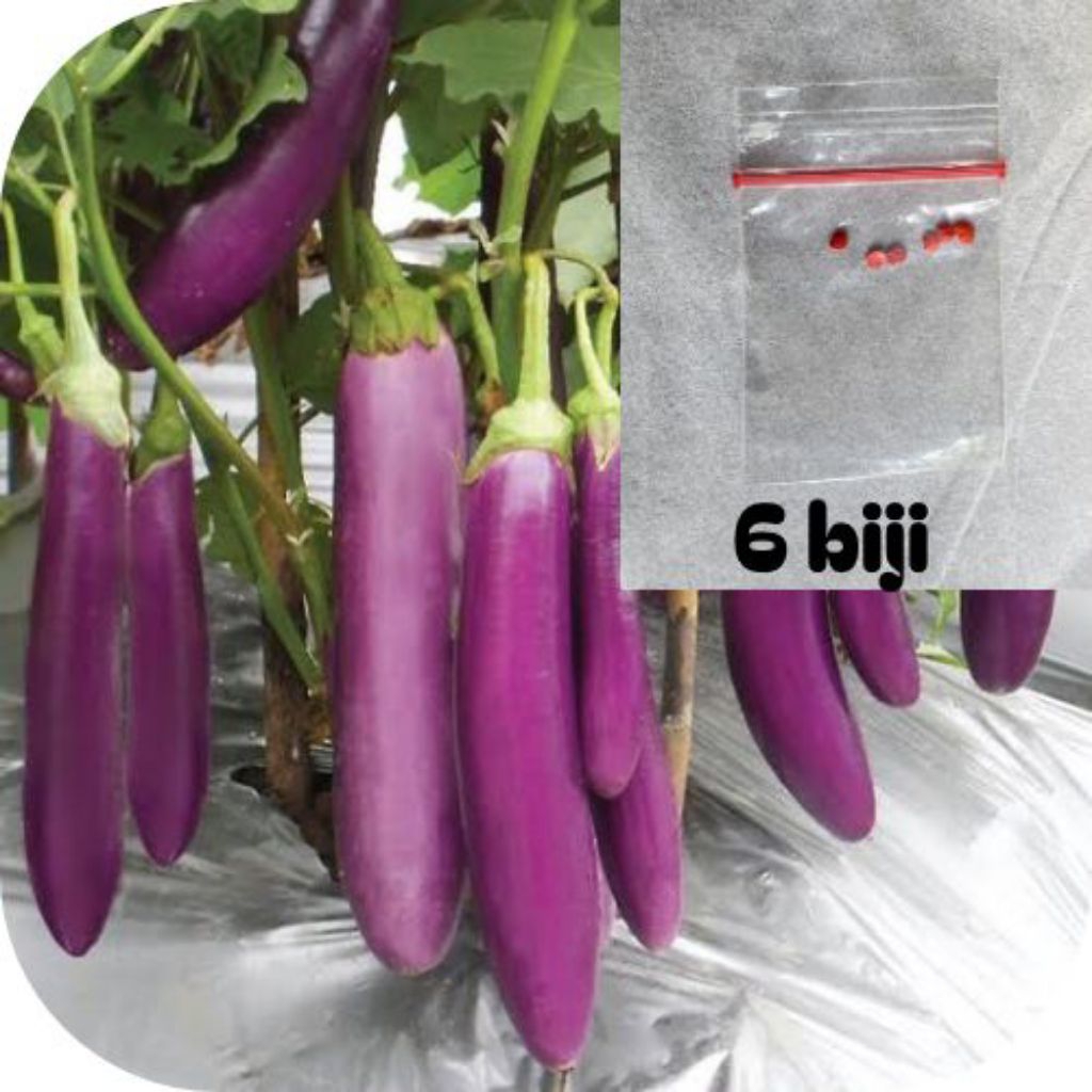 

ready biji terong ungu panjang isi 6