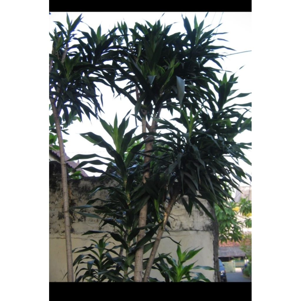 

Daun Suji Segar Asli – Pewarna Alami Hijau untuk Kue & Minuman