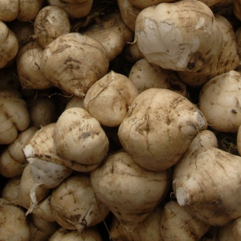 

[oddsolshop] pekanbaru/Bengkoang 1 PCS