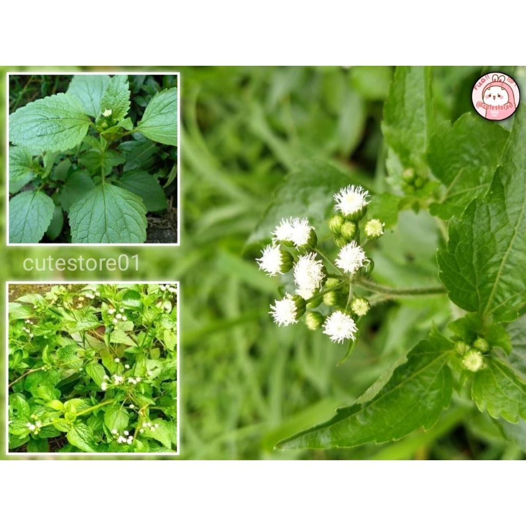 

Daun Bandot Atau Babadotan 250gram Baru Petik