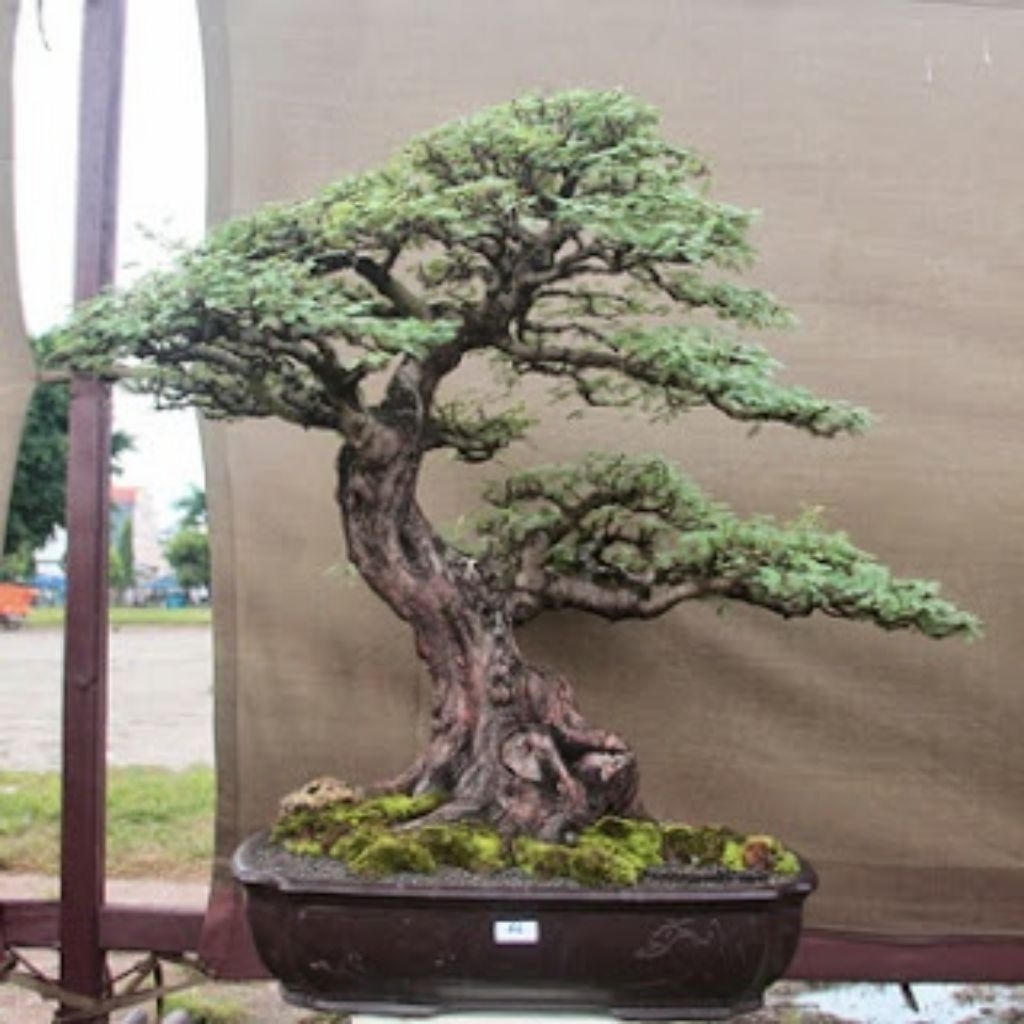 Benih Pohon Arabika/Klampis Hitam/Bahan Bonsai ( 15 Butir )