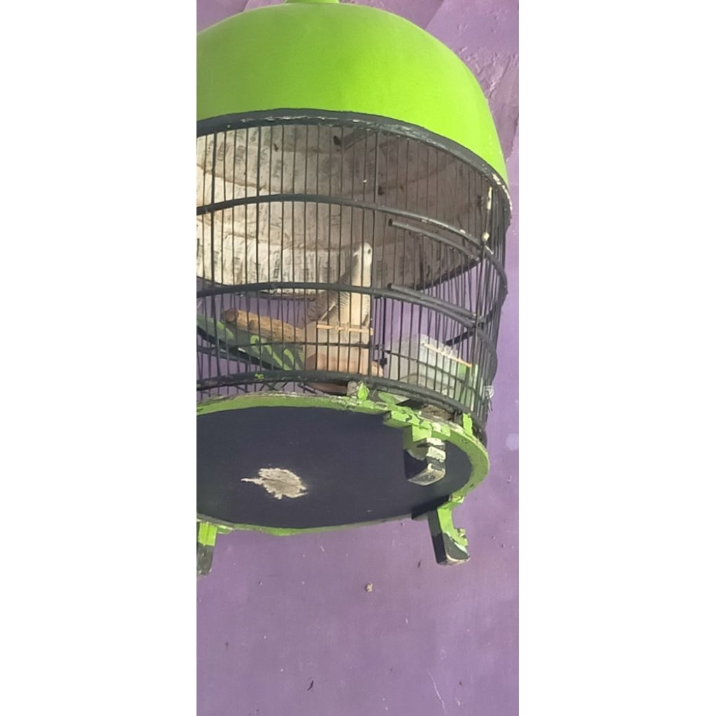 Perkutut silver gacor manggung