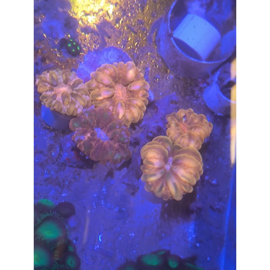 Coral sinarina merah khusus air laut