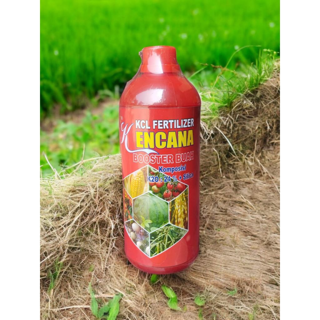 KCL fertilizer Kencana booster buah