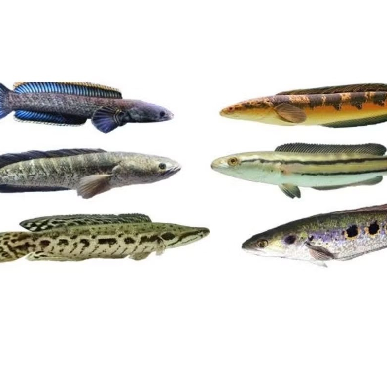 Ikan Channa Maru/Asiatica/Sentarum/Pulchra