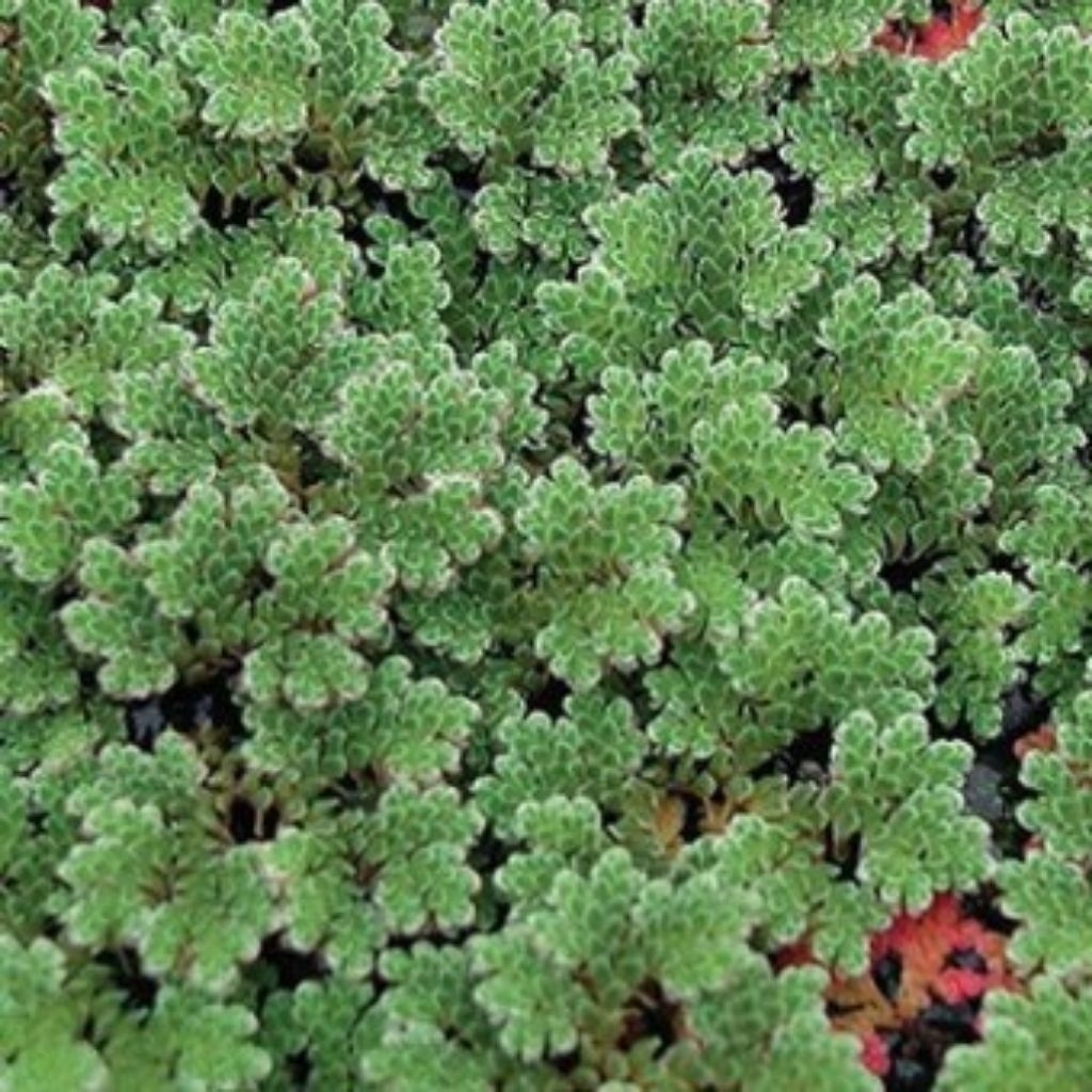 Bibit Tanaman Azolla Microphylla