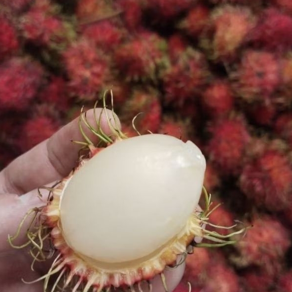 

rambutan binjai premium manis dan ngelotok 1kg