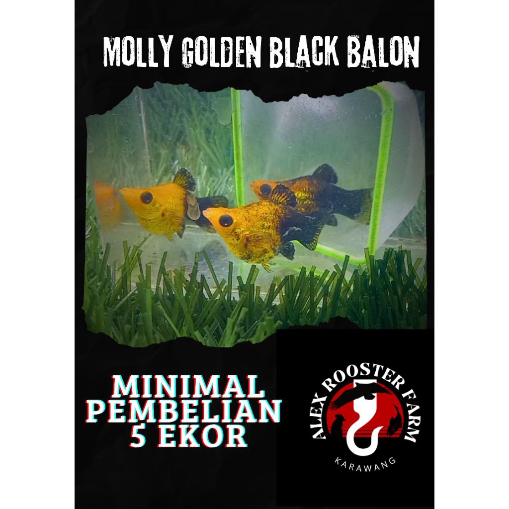 Hiasan Aquarium MOLLY GOLDEN BLACK BALON