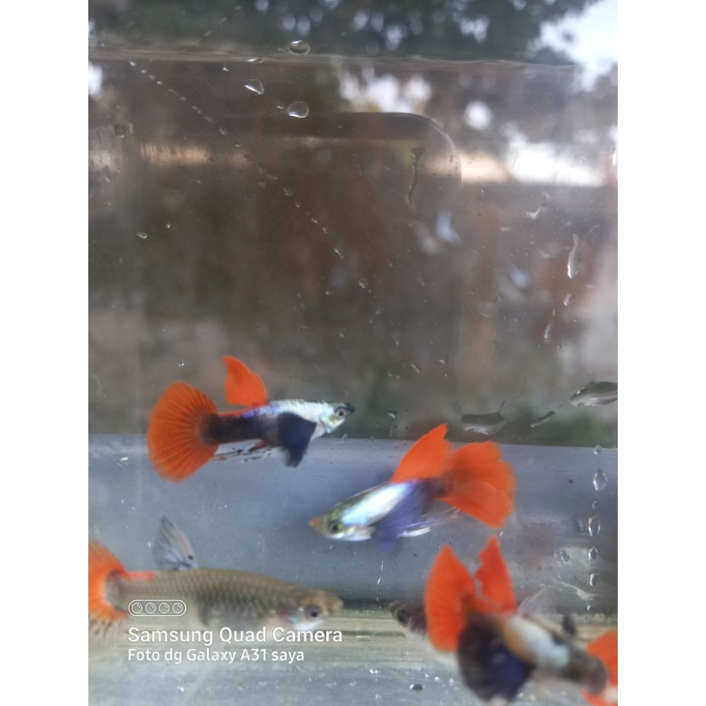 Pakan Guppy PRTDE ribbon sepair