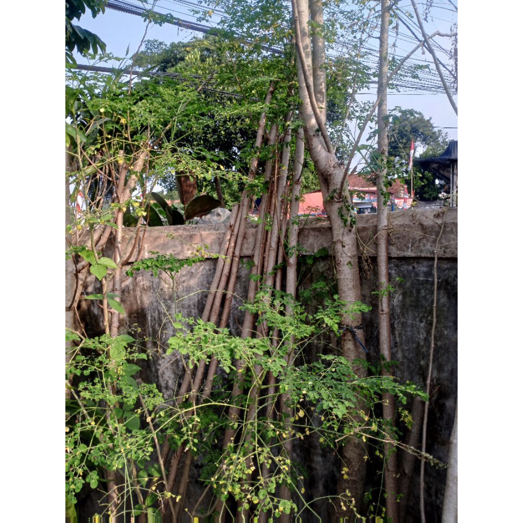 Pohon hias kelor tinggi 2meter