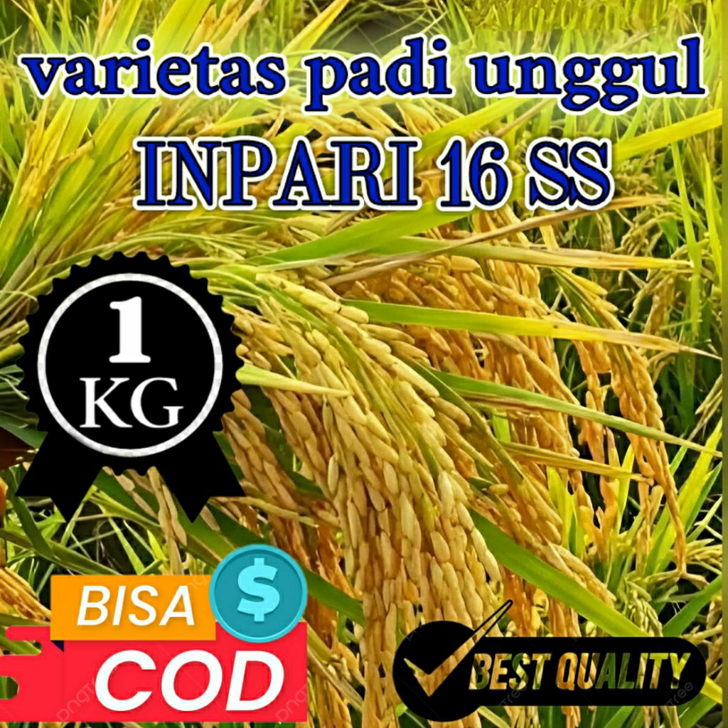 BENIH PADI UNGGUL (INPARI 16 SS) KEMASAN 1KG ORIGINAL